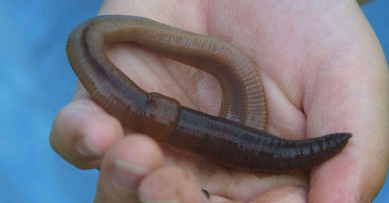 Can a worm really recover from being cut in two? Find the answer and more cool things about worms from the Iowa DNR 