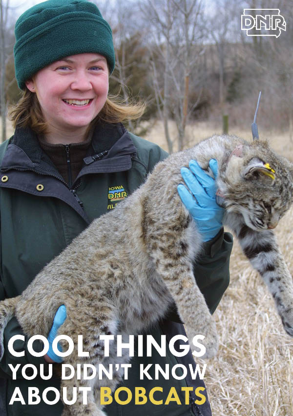 Cool facts you didn't know about bobcats from the Iowa DNR