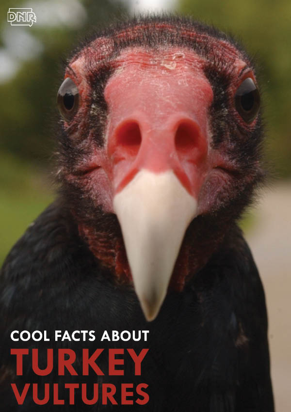 Turkey Vultures Don’t Deserve the Bad Rap: Cool Facts on These Iowa Scavengers from the Iowa DNR