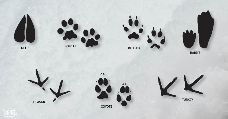 Identify winter wildlife tracks this winter | Iowa DNR