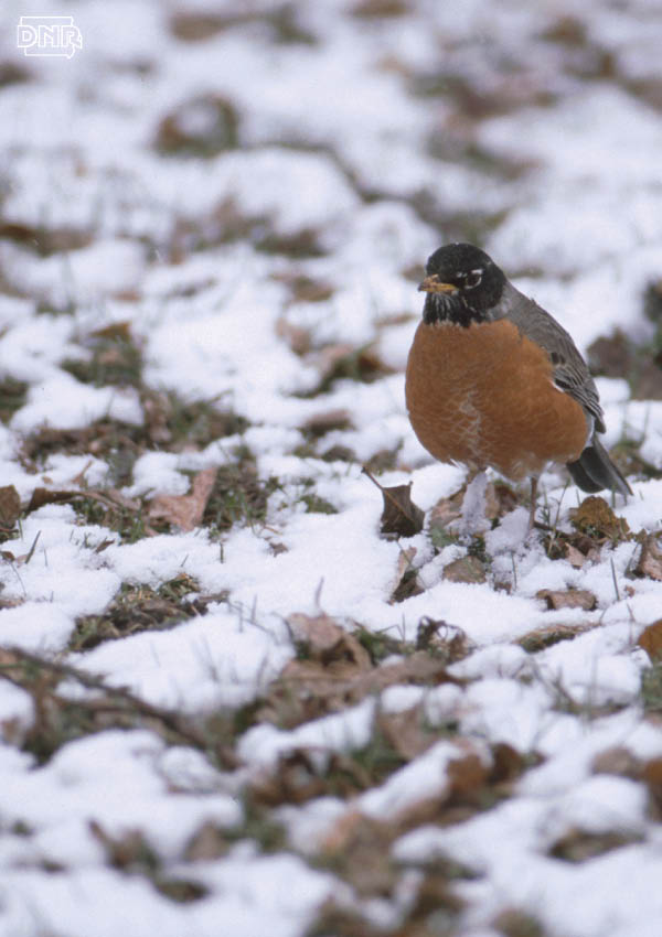 Learn why robins are bigger in the spring | Iowa DNR