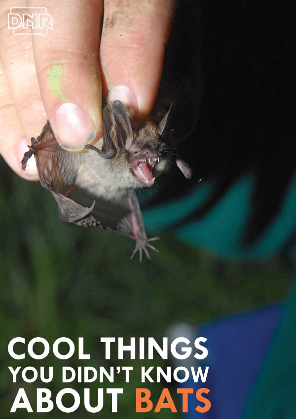 Bats are one of Iowa's true hibernators and more things you should know about bats | Iowa DNR