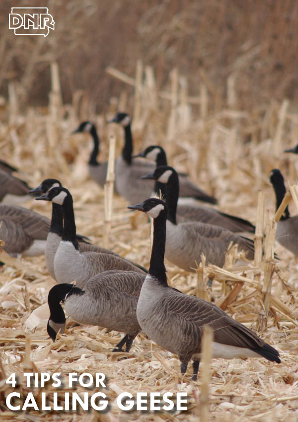Four tips for calling geese from the Iowa DNR