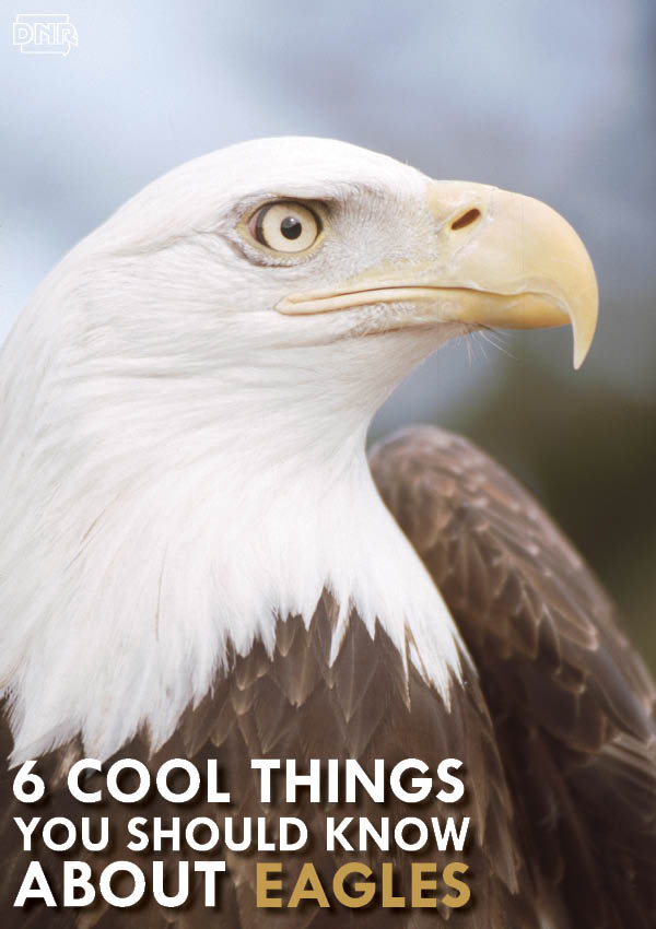 Cool things you should know about bald eagles from the Iowa DNR