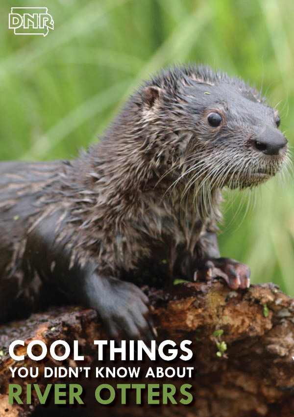Cool things you didn't know about river otters from the Iowa DNR
