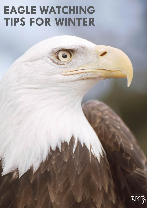 Tips for watching bald eagles this winter from the Iowa DNR