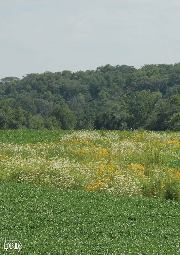 Strips of prairie among cropfields are helping improve water quality and wildlife habitat. From the Iowa DNR