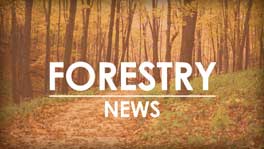 Derecho-damaged trees focus of salvage timber sale at Pilot Knob State Park