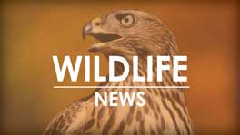 2023 Nesting Report for Peregrine Falcon