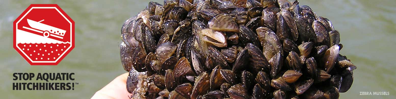 invasive zebra mussels