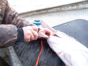 Cut slit in jaw for Paddlefish transportation tag. 