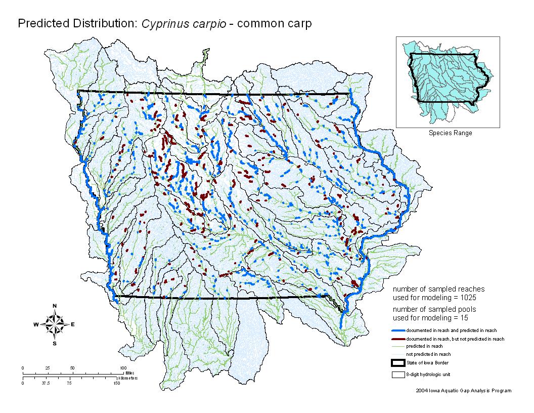 Common Carp Distribution