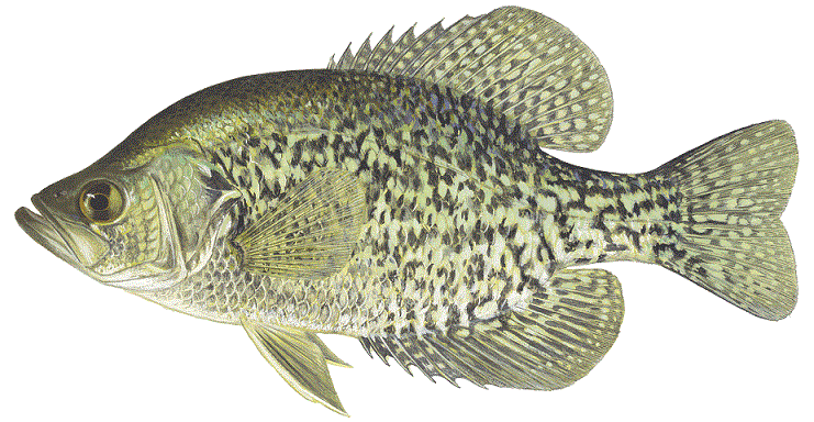 Black Crappie, illustration by Maynard Reece, from Iowa Fish and Fishing.