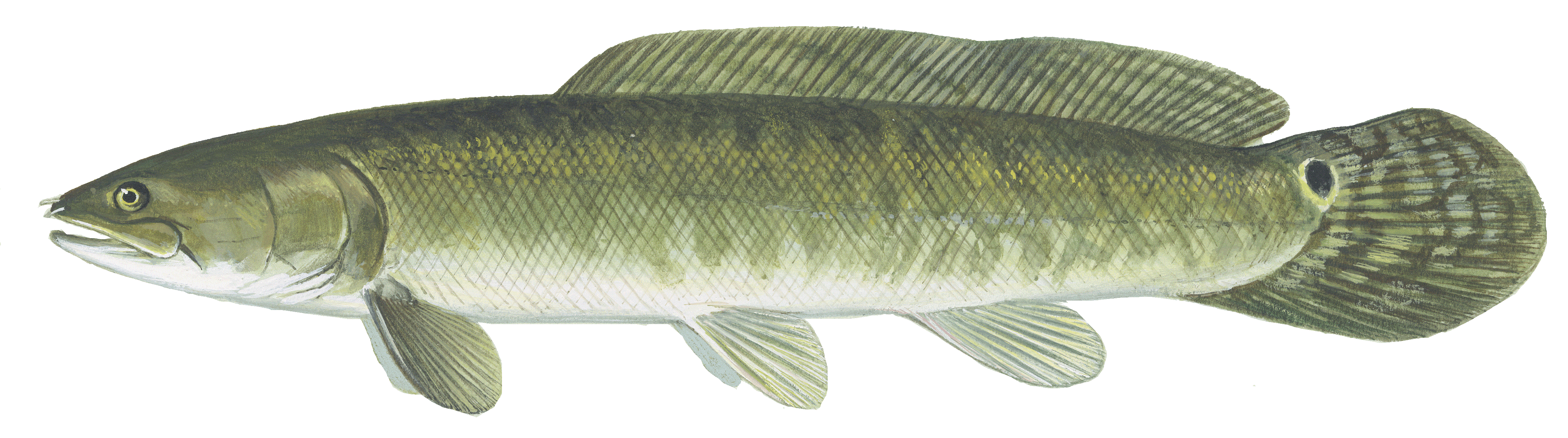 Bowfin, illustration by Maynard Reece, from Iowa Fish and Fishing.