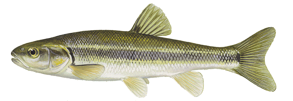 Creek Chub, illustration by Maynard Reece, from Iowa Fish and Fishing.
