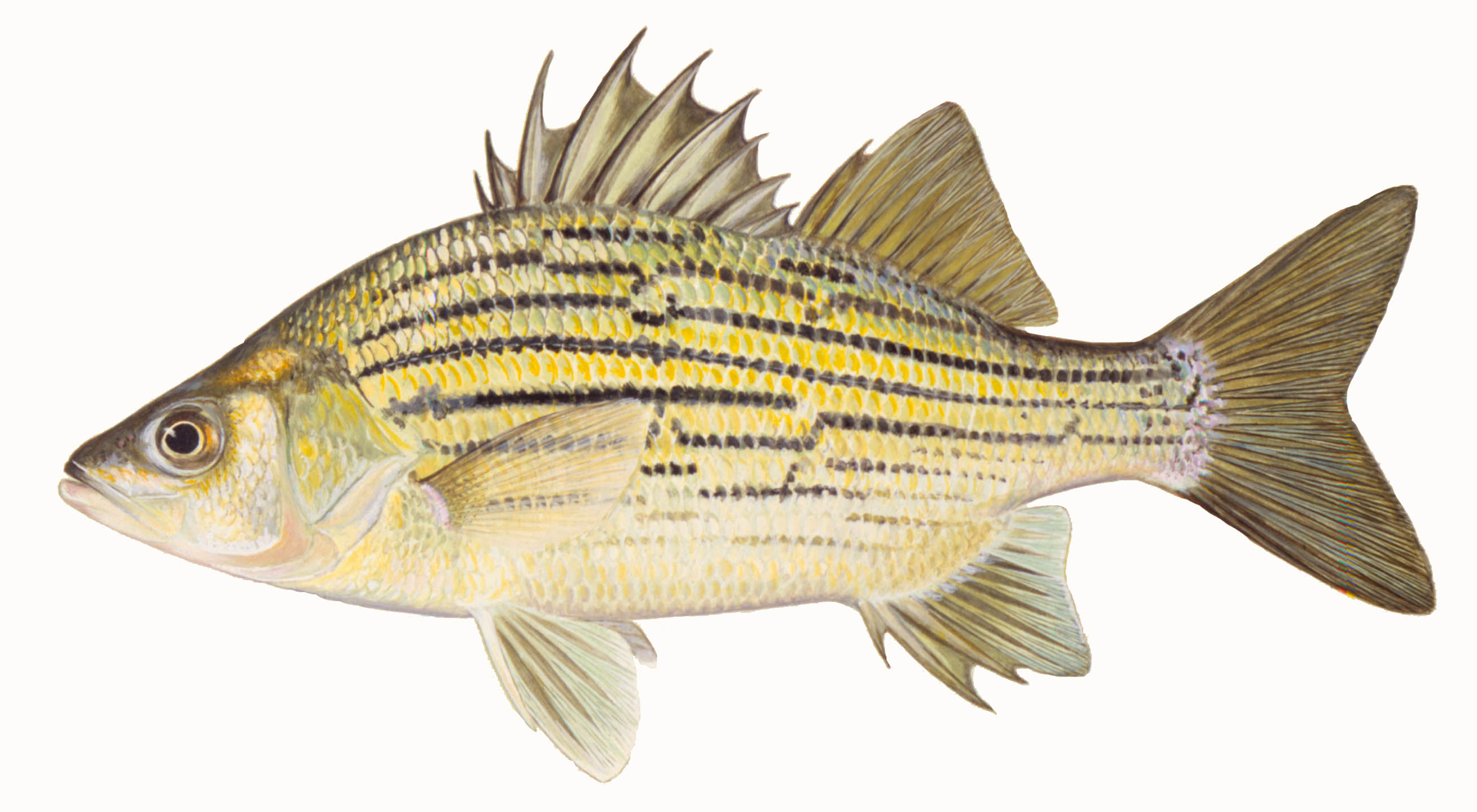 Yellow Bass