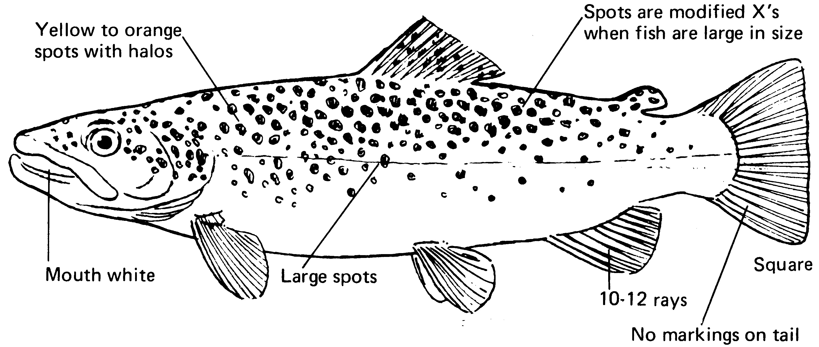 characteristics of a brown trout