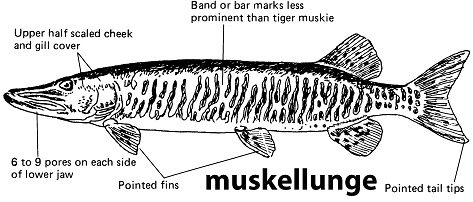 characteristics of a muskellunge