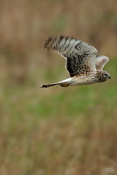 photo of owl in flight