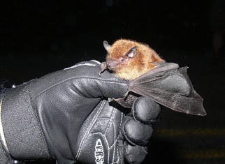 Brown bat being held in a hand wearing a grey glove. The background is pitch black.