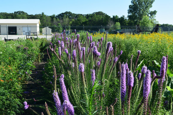 Rows of species-specific plots growing 2,000 prairie plants per plot sit outside the greenhouse at the Prairie Resource Center, at Brushy Creek State Recreation Area. The plants started in the adjacent greenhouse then planted as plugs, hand weeded and seeds hand-harvest. It’s the most labor-intensive method to collect seed at the center.