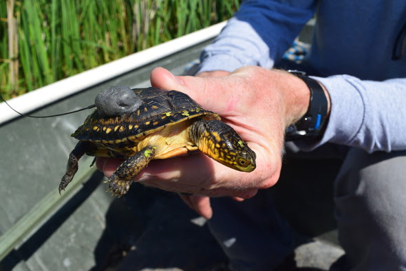 A yearling Blanding's turtle with a transmitter will help state wildlife experts to determine preferred habitats for the threatened species. Photo courtesy of the Iowa DNR.