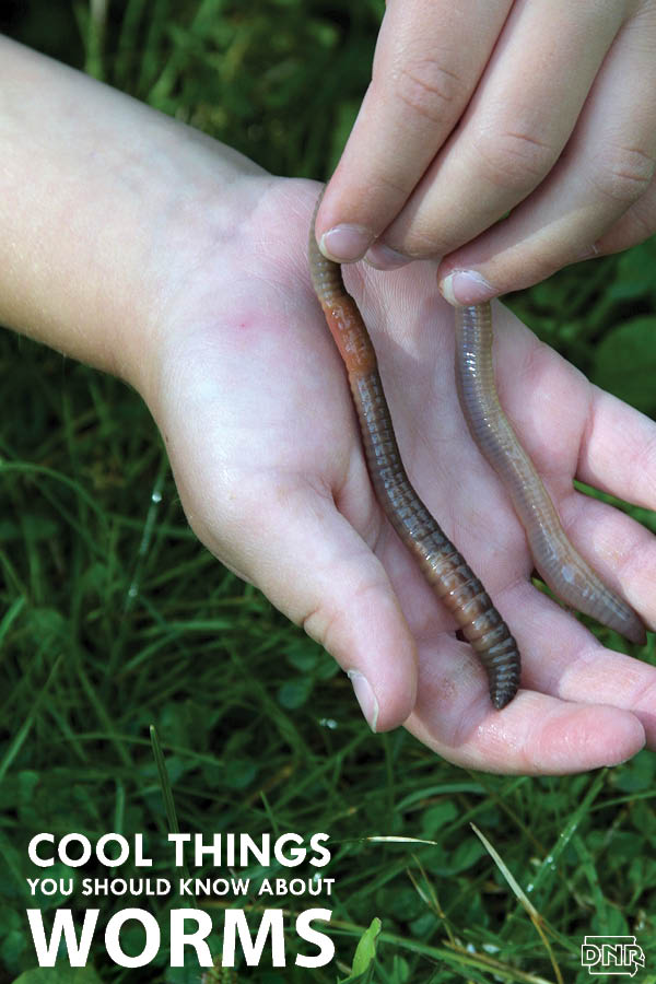 Did you know worms don't have eyes, ears, teeth or lungs? More cool things about worms from the Iowa DNR