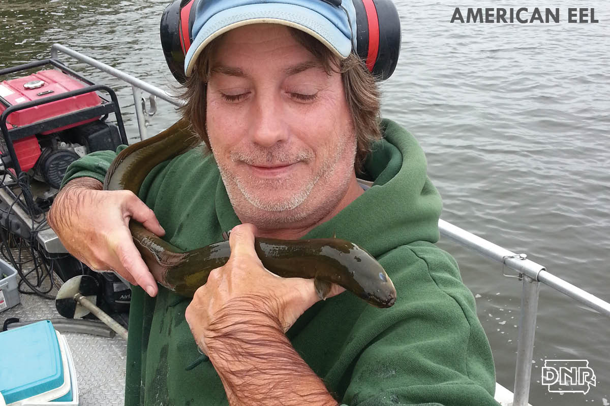 Did you know that there are American eels in Iowa? | Iowa DNR