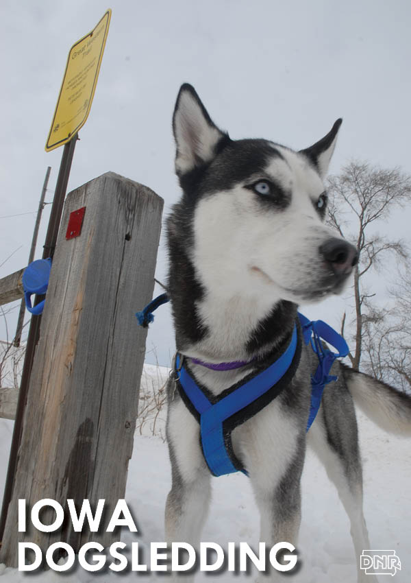 Learn more about dogsledding in Iowa from the Iowa DNR and Iowa Outdoors magazine