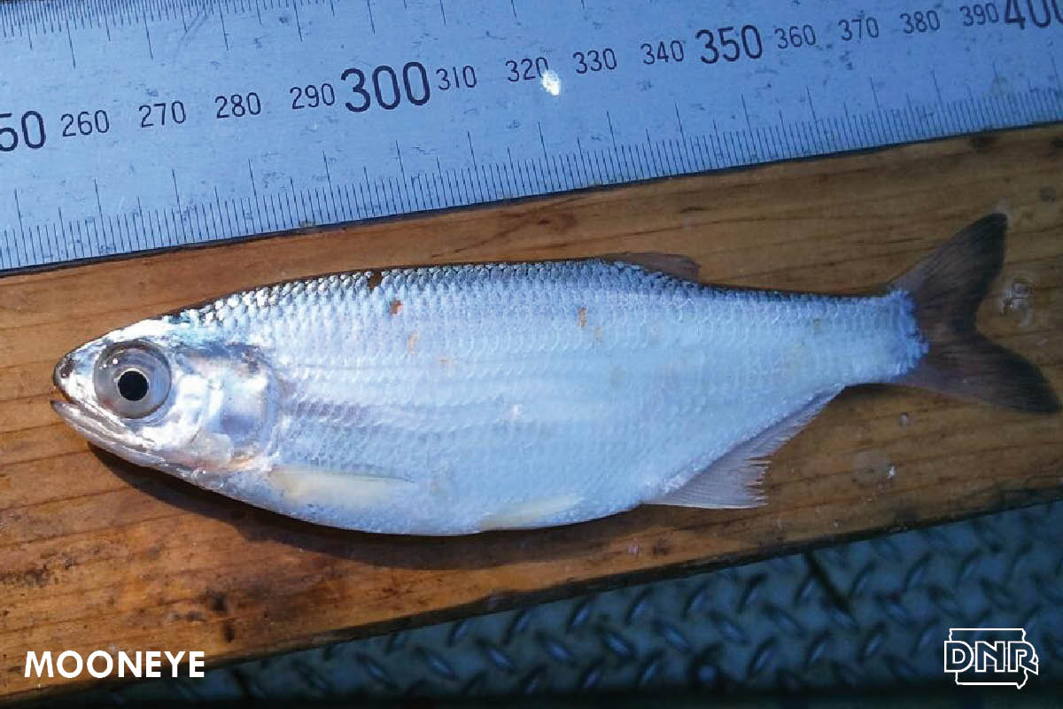 The mooneye is one of Iowa's lesser-known fish. | Iowa DNR