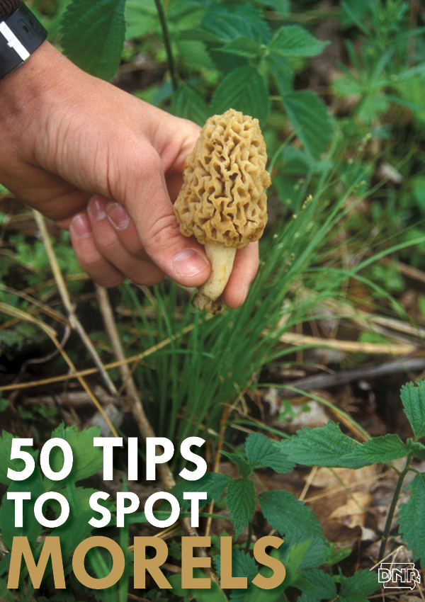 50 Tips to Spot Morel Mushrooms | Iowa Outdoors magazine and Iowa DNR