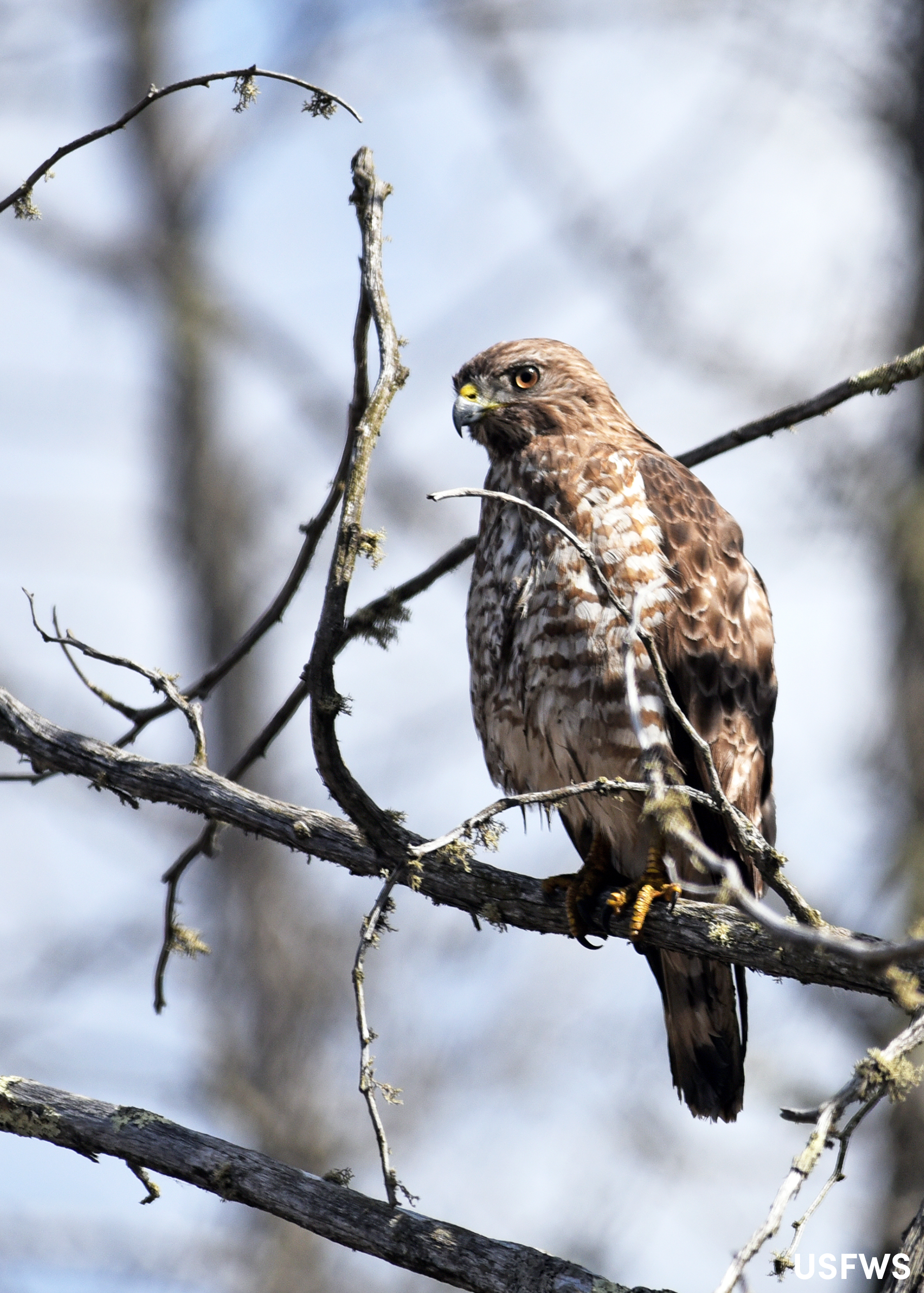 How to identify a Broad-winged Hawk and other Iowa raptors | Iowa DNR