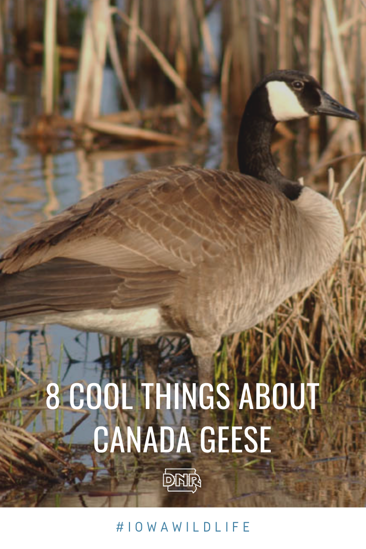 about Canada geese 