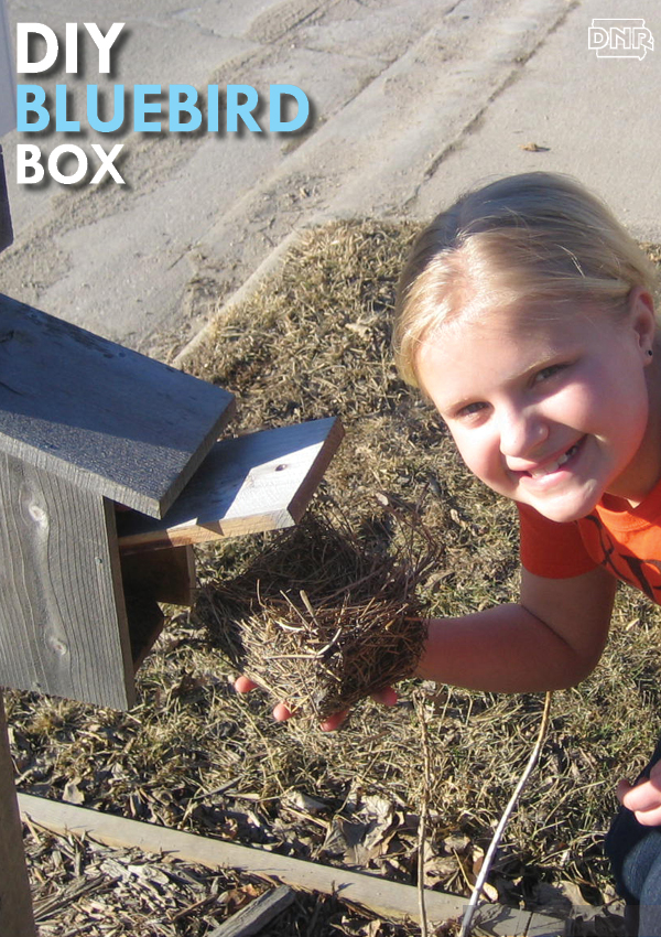 Build a bluebird box to help out our feathered friends! Great project to do with kids. | Iowa DNR