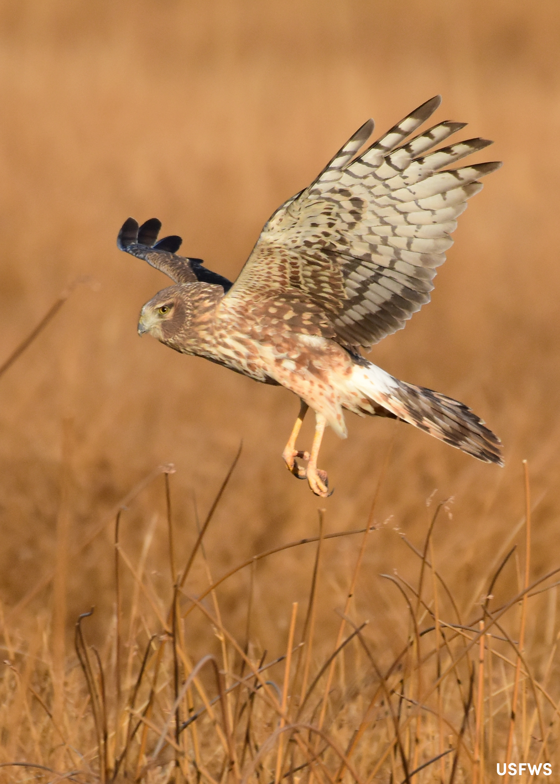 How to identify a northern harrier hawk and other Iowa raptors | Iowa DNR