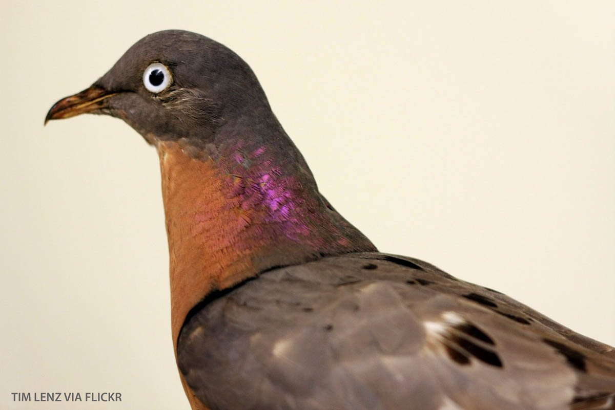 11 Extinct Animals You Didn’t Know Were Iowan: Passenger pigeon | Iowa DNR