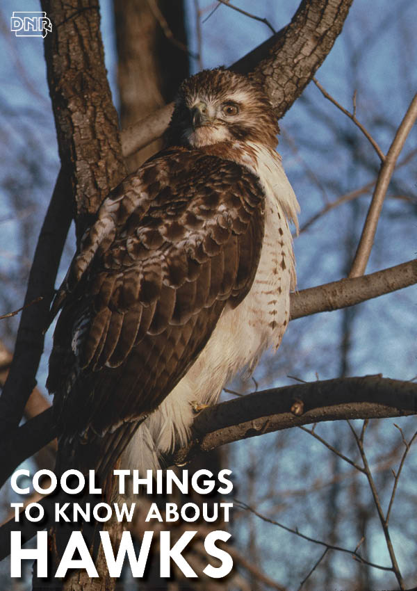 Cool things to know about hawks | Iowa DNR