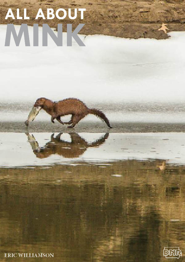 As a resident of Iowa’s wetland and creek-side habitats, this elusive member of the weasel family is a savage little predator—feared by many animals its size or smaller. More on mink from Iowa Outdoors magazine.
