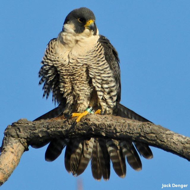 How to identify an peregrine falcon and other Iowa raptors | Iowa DNR