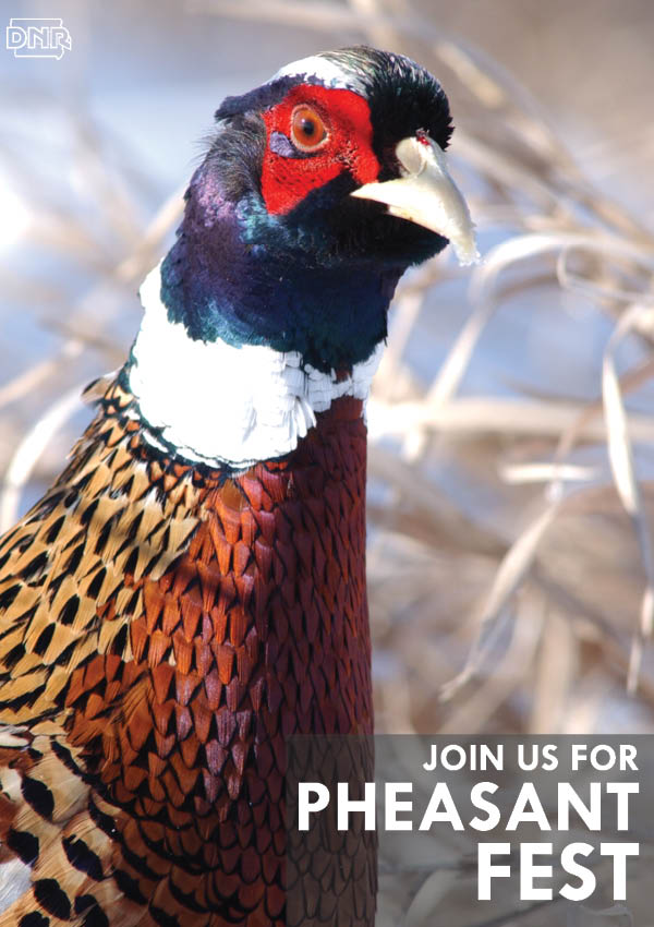 Six Things You Need to See and Do at Pheasant Fest 2015
