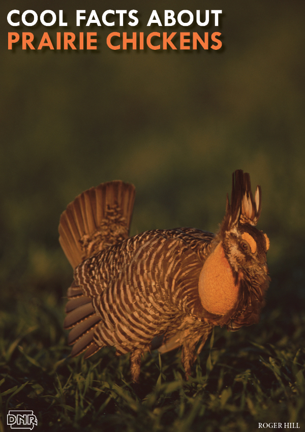 Cool things you should know about prairie chickens | Iowa DNR