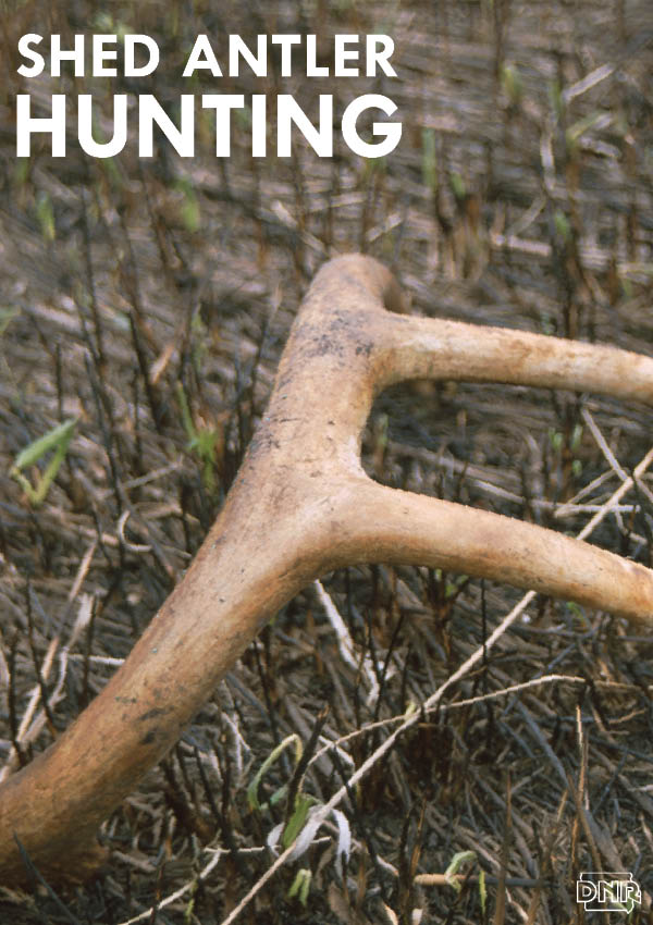 Tips for deer antler shed hunting from the Iowa DNR