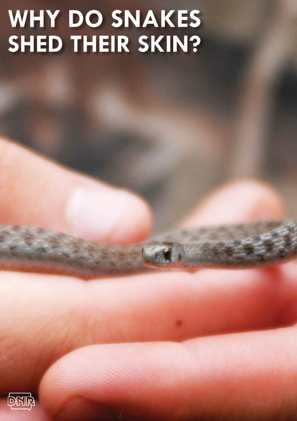 Why Do Snakes Shed Their Skin? - DNR News Releases
