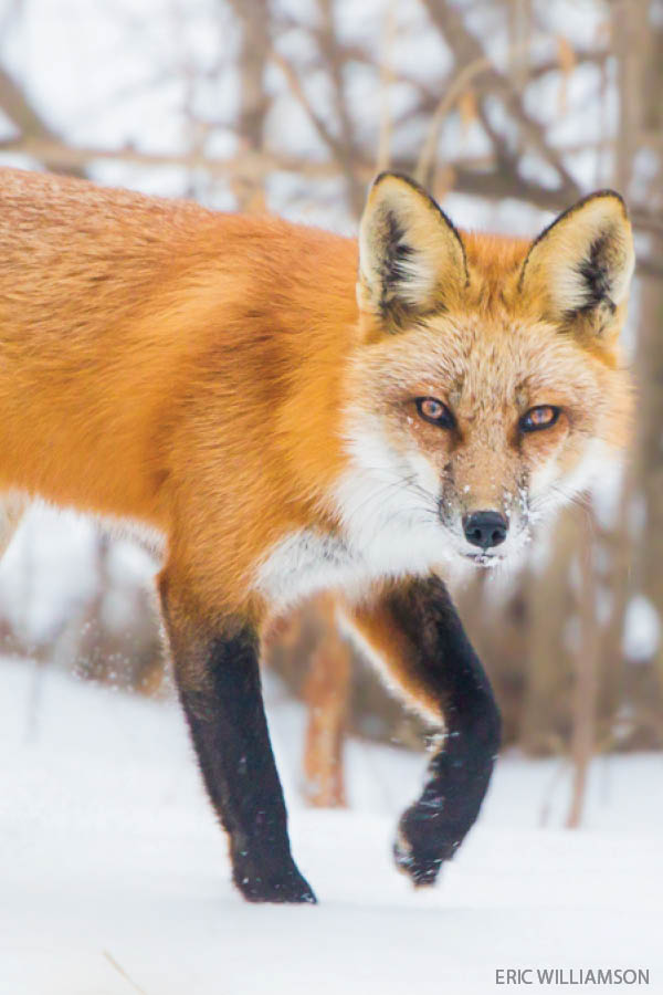 How Iowa's wildlife deals with extreme cold - DNR News Releases