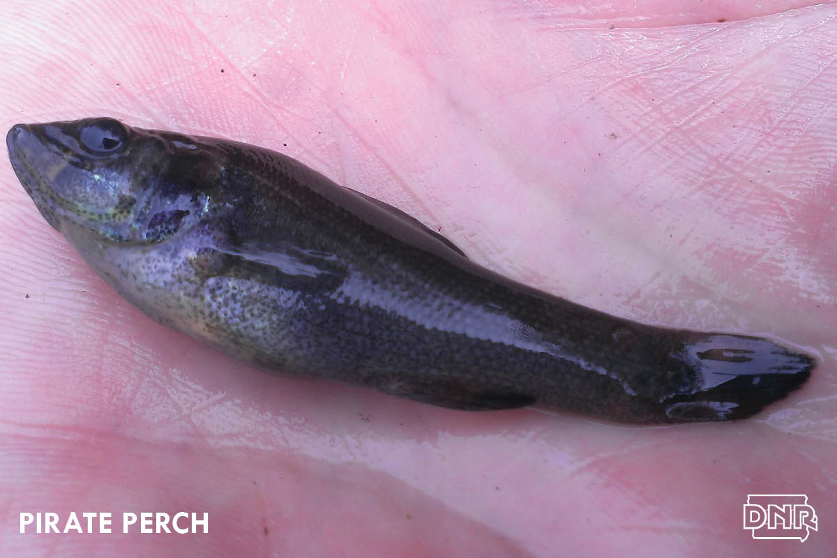 The pirate perch is one of Iowa's lesser-known and rarely seen fish. | Iowa DNR