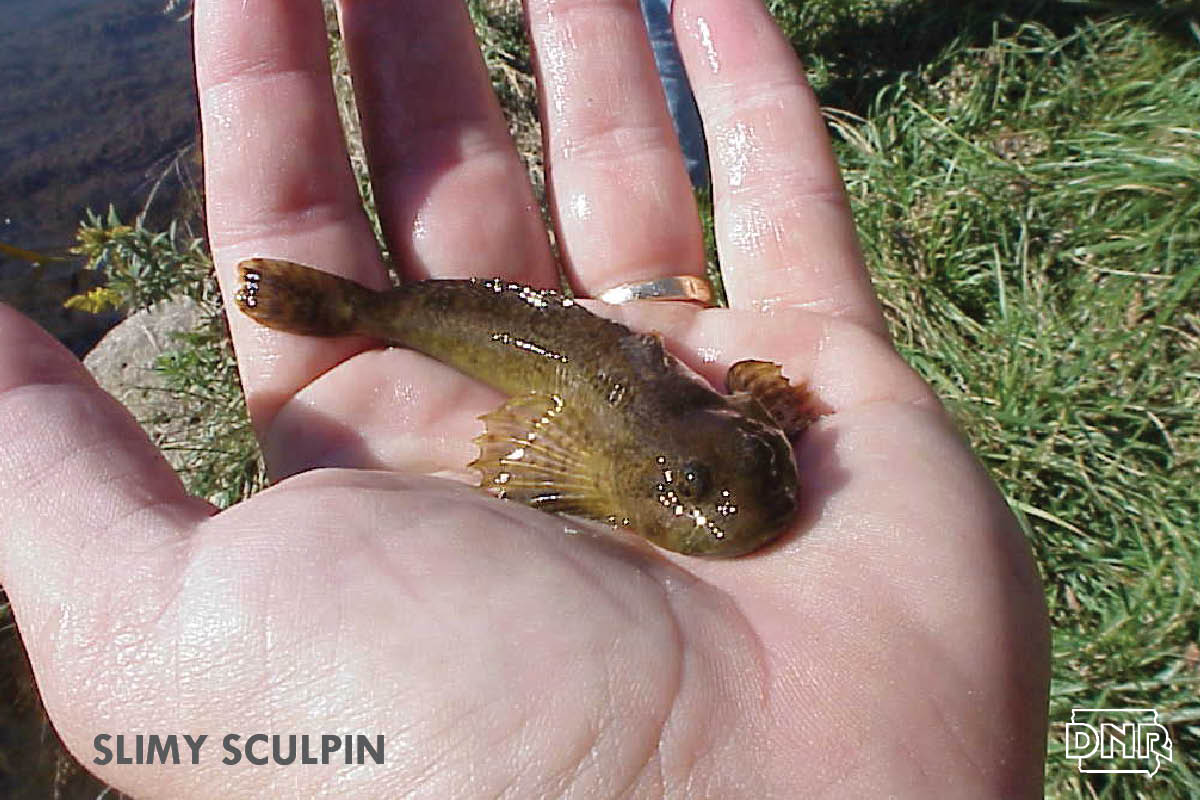 The slimy sculpin is one of Iowa's lesser-known fish. | Iowa DNR