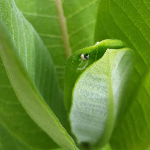 First instar monarch larvae feeding on common milkweed, May 2017 in Fremont County, Iowa
