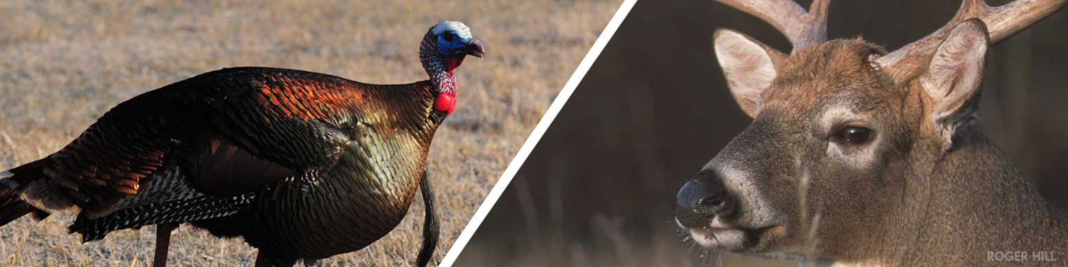 Photos of a wild turkey and a white-tailed deer, buck