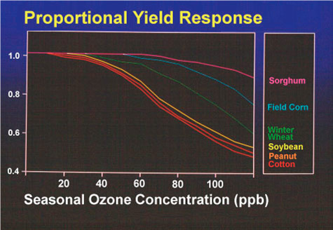 Chart depicted yield response of various crops due to seasonal ozone levels