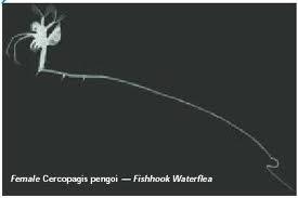 Fishhook Waterflea